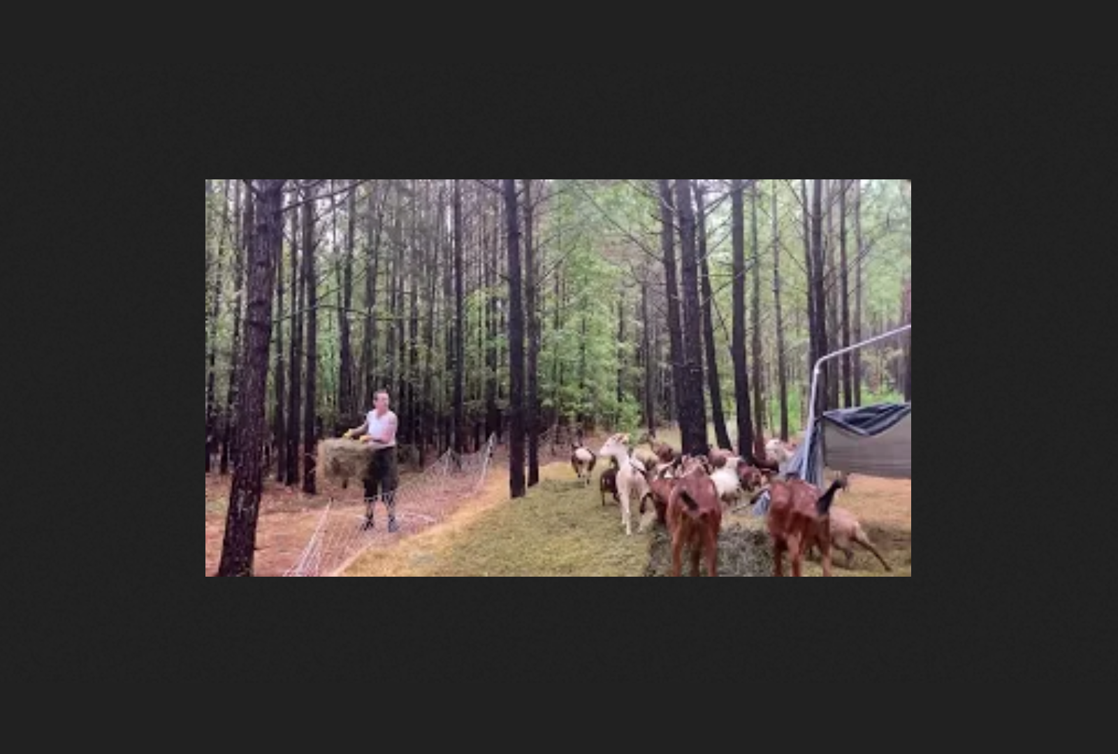 Load video: Video titled &quot;Can you exercise in a Shapeshifters relaxed fit binder?&quot; A person wearing a white Shapeshifters Mesh Binder is in the woods near a pen containing several goats. He hefts a hay bale of hay off another bale on the ground, carries it about 10 feet down the dirt path, and chucks it over the fence into the center of the pen for the goats to feed on.